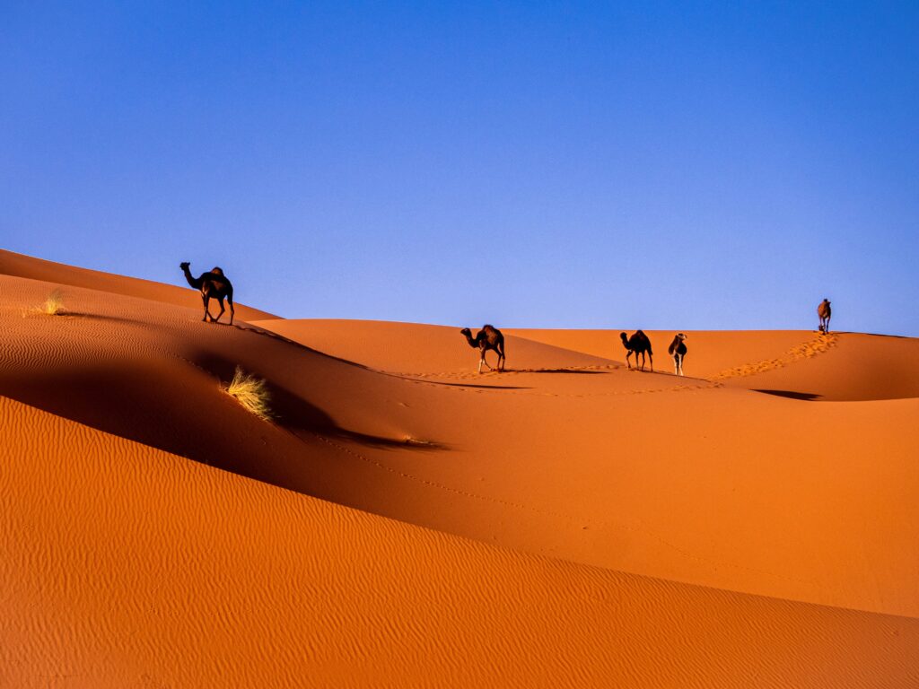 Rondreis Zuid Marokko en Sahara