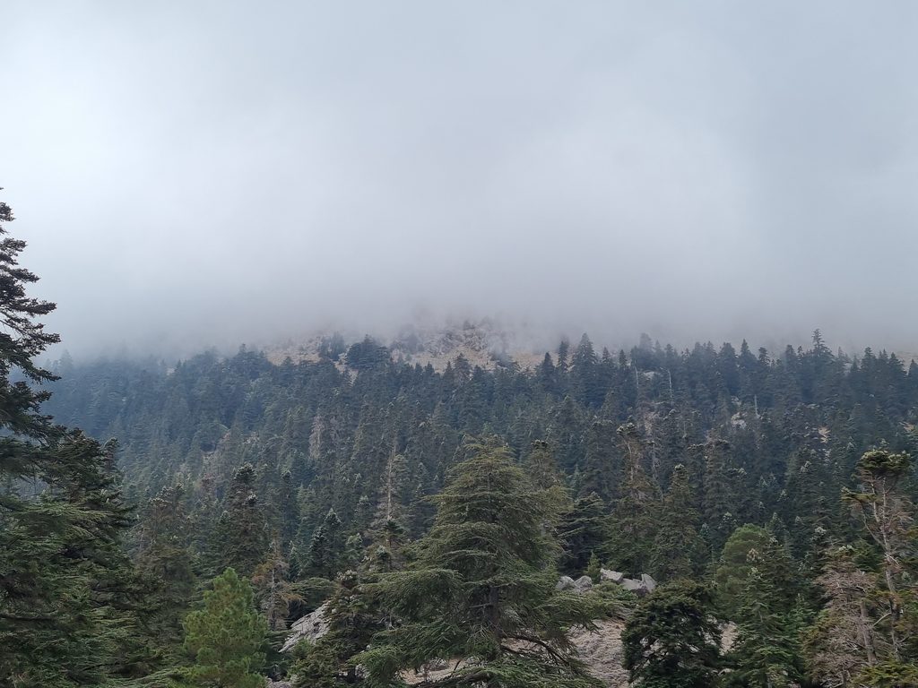 "Jbel Lakraa deels verscholen in de mist, omringd door groene bergbossen in Nationaal Park Talassemtane in het Rifgebergte, Marokko."