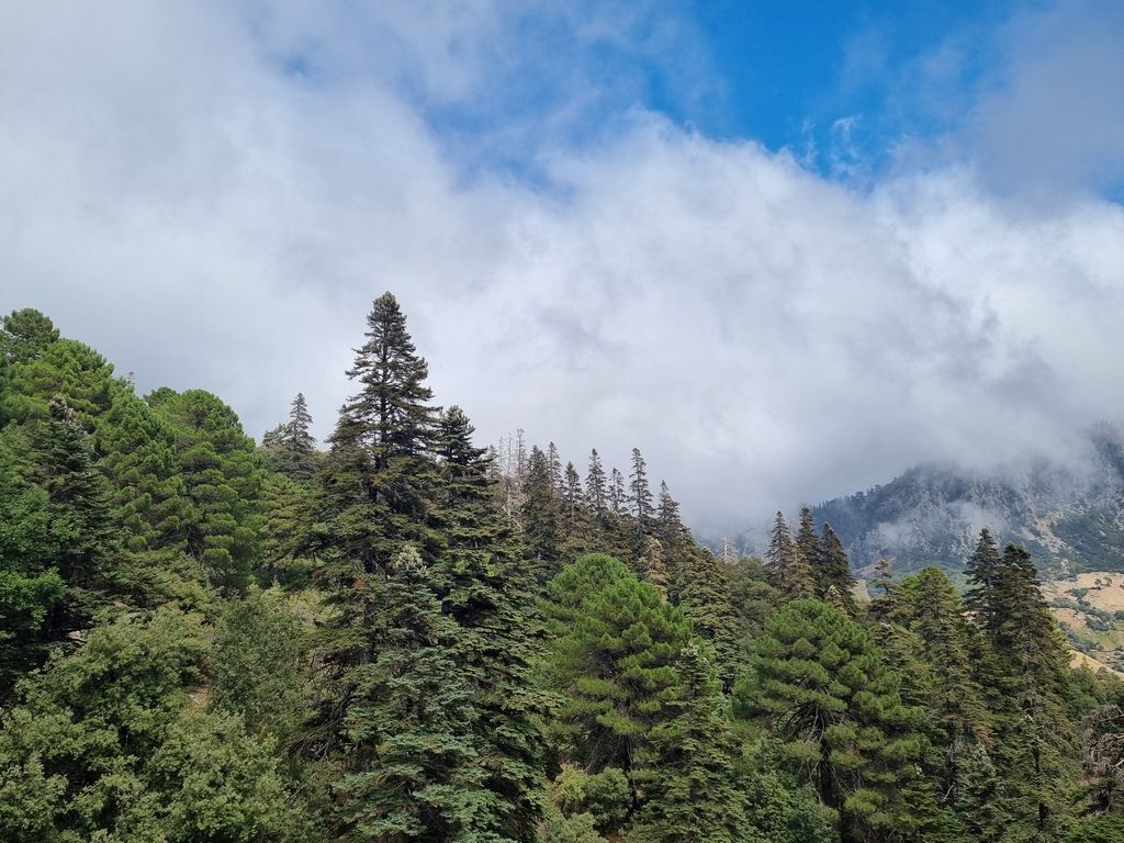 Groene bossen en laaghangende wolken in Nationaal Park Talassemtane in het Rifgebergte